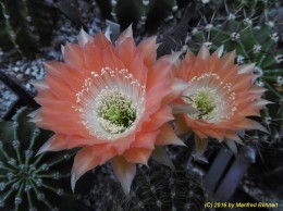 Echinopsis Hybride 012